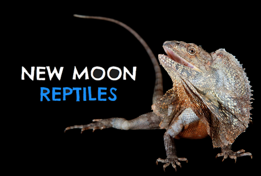 New Moon Reptiles
